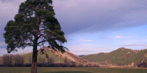 Kako razmnožavati bor